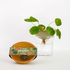 Pepin kiemschaaltje mosterdgeel La bobèche