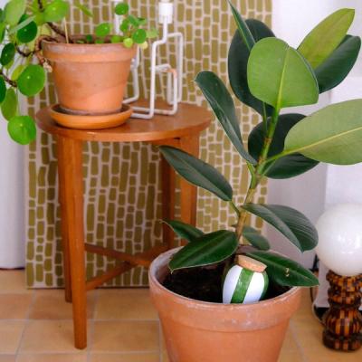 Geen groene vingers? Tips om jouw kamerplanten in leven te houden!
